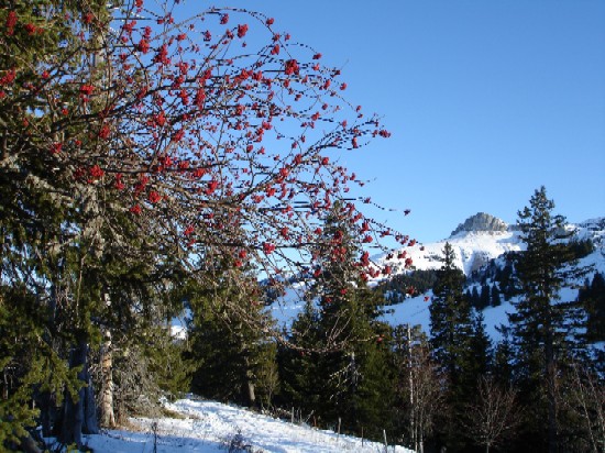dsc02354.1218147133.JPG