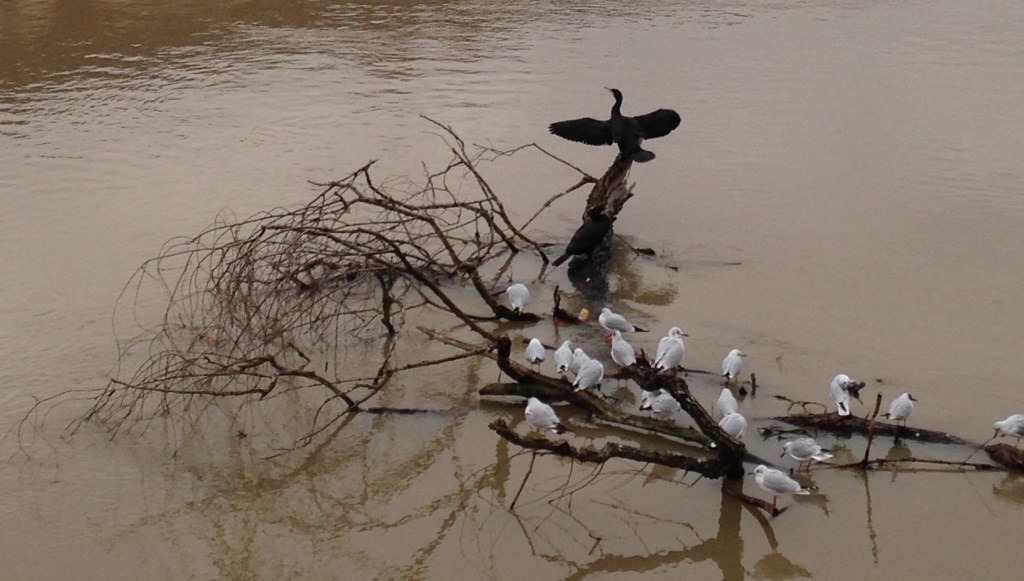 Noël photos 2013 0072